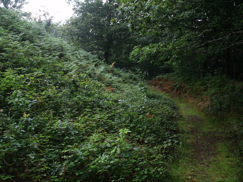 Hembury Castle