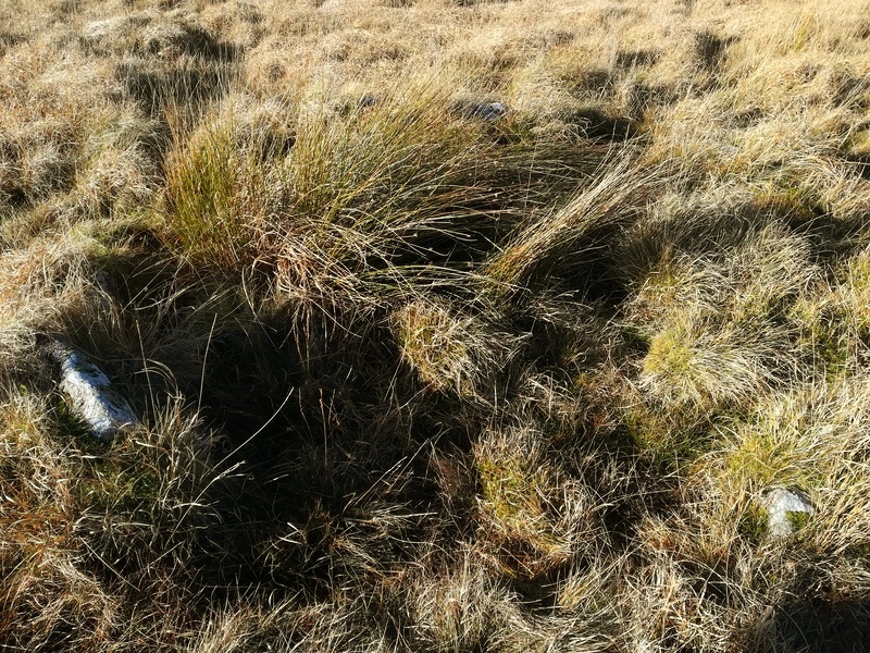 Skir Hill Cairn Circle and Cist