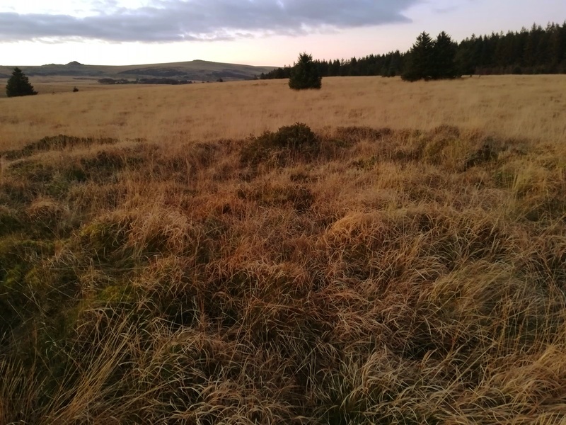 Bellever Tor 4 Ring Cairn, Nice site that i found just as i gave up, That happens far too often!