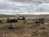 Click for full size image of Ringmoor Down Stone Row (PID:237018) Ringmoor Down Stone Row