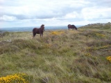 Corndon Down Cairns