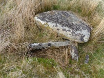 Fox Tor Newtake North