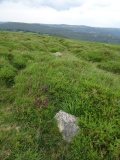Trendlebere Down