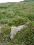 Trendlebere Down