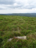 Trendlebere Down