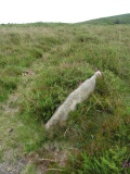 Trendlebere Down