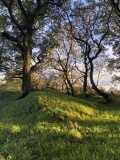 Broad Down - PID:268745