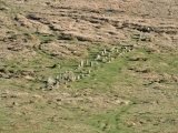 Cosdon Hill Multiple Stone Rows - PID:271432