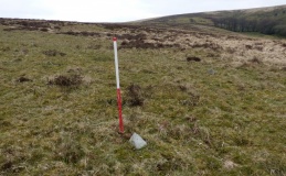 Furzehill Common 1