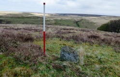 Furzehill Common 5