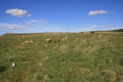 Hart Tor north rows