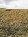 White Ridge stone row