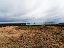 Harbourne Head B