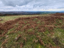 Collard Tor W