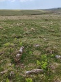 Click for full size image of Giant's Hill West (PID:290478) Giant's Hill West