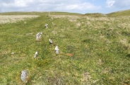 Click for full size image of Drizzlecombe row 1 (PID:290496) Drizzlecombe row 1