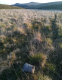 Hart Tor south row