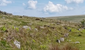 Black Tor (Meavy)