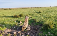 Click for full size image of Ringmoor Down Stone Row (PID:292526) Ringmoor Down Stone Row