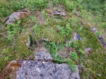 Hentor Warren