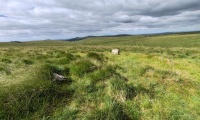 Click for full size image of Hart Tor North ring cairn (PID:292336) Hart Tor North ring cairn