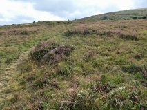 Trendlebere Down