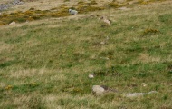 Shell Top South-West stone row