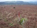 Click for full size image of Hamel Down row (PID:176831) Hamel Down row