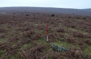 Click for full size image of Hamel Down row (PID:176834) Hamel Down row