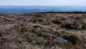 Trendlebere Down