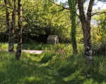 St Nectan's Well (Welcombe) - PID:272371