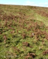 Holne Moor