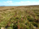 Holne Moor