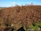 Holne Ridge NE