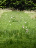 Fernworthy stone row N