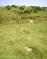 Click for full size image of Shaugh Moor row (PID:41724) Shaugh Moor row