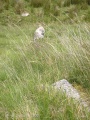 Click for full size image of Shaugh Moor row (PID:41723) Shaugh Moor row