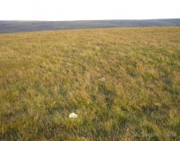 Furzehill Common stone row 