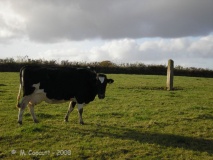 Long Stone (East Worlington)