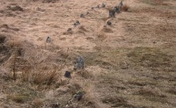 Shovel Down row 4
