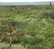 Langstone Moor stone row