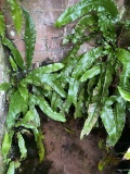 Doda Well - PID:282466