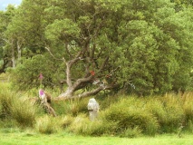 Fitz's Well