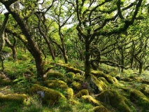 Wistman's wood Settlement