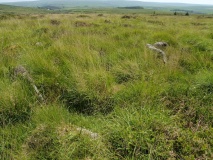Bellever Tor 6