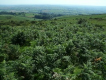 Butterdon Hill Long Cairn