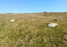 Tibbett's Hill Cairn Circles