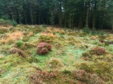 Click for full size image of Bellever Tor NE Settlement (PID:222478) Bellever Tor NE Settlement