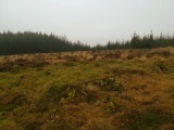 Click for full size image of Bellever Tor NE Settlement (PID:222484) Bellever Tor NE Settlement