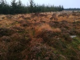 Click for full size image of Bellever Tor NE Settlement (PID:222483) Bellever Tor NE Settlement